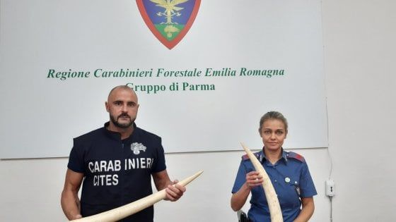 Parma, la Forestale sequestra due zanne di elefante sui banchi della fiera