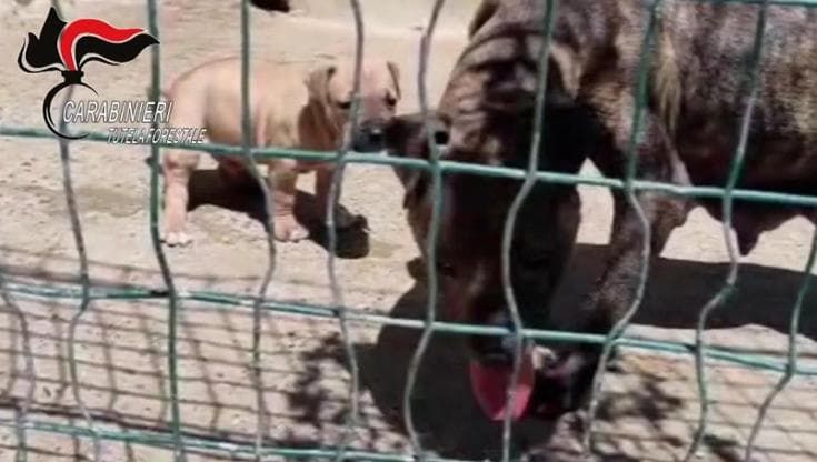 Parma, scoperto un giro di combattimenti tra pitbull dopati: dodici indagati