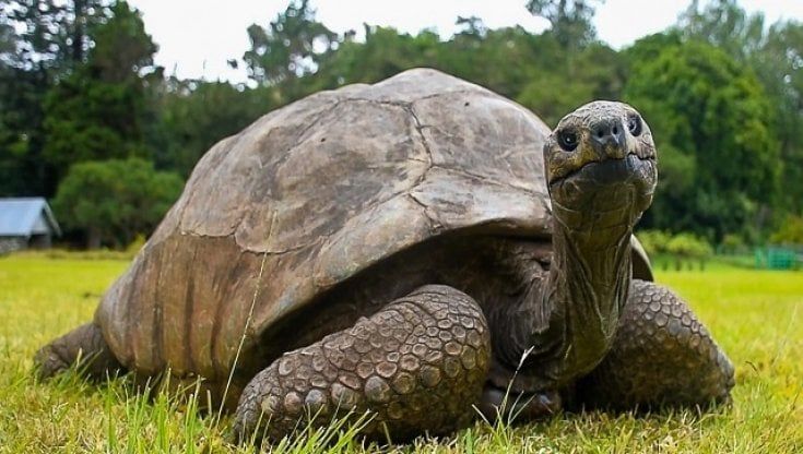 Jonathan, la tartaruga più vecchia del mondo ha 190 anni