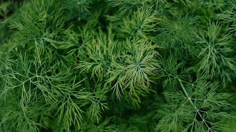Aneto: esposizione, coltivazione e cura della pianta aromatica piumosa