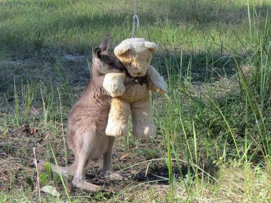 Australia, il canguro rimasto orfano cerca coccole nel peluche