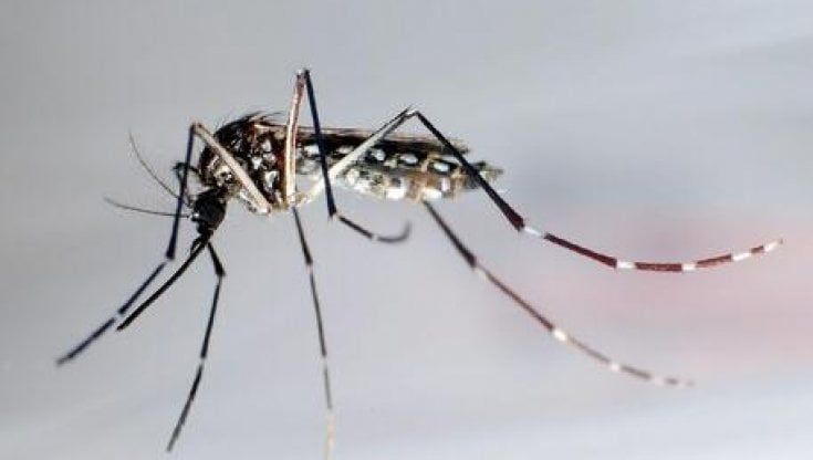 Virus West Nile, numeri ancora in aumento e 13 morti