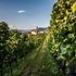 Vino al vino: oltre il consumo, una cultura da comprendere e comunicare