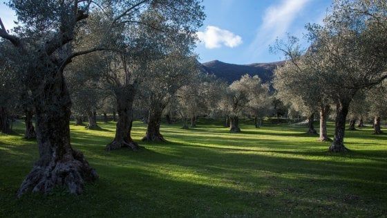 Cronaca annunciata di una passeggiata speciale: alla scoperta degli oliveti italiani 