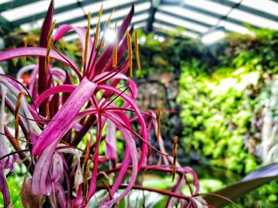 Ischia, niente letargo per La Mortella: l’inverno è un’esplosione di colori  