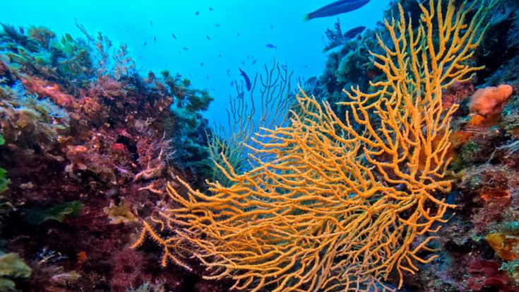 Napoli, foreste di coralli tra Gaiola e Nisida: ecco le immagini. Ma sui fondali rifiuti e scarichi