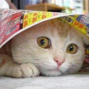 Botti di Capodanno, l'appello della Lav: "Meno fuochi, pi&ugrave; amore per gli animali"