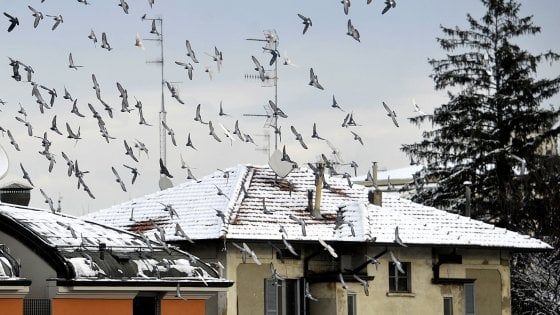 Allerta neve, Pizzarotti: "Lunedì scuole aperte"
