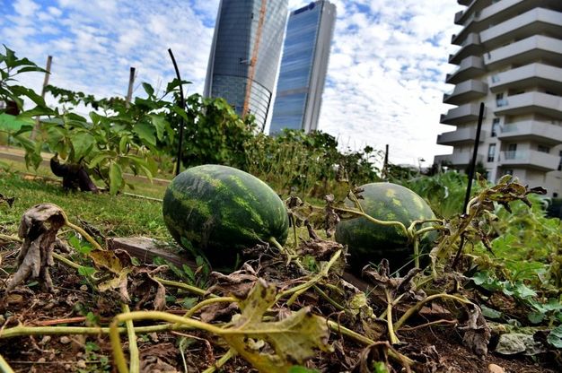 Fragole, menta e girasoli: spuntano gli orti sotto i grattacieli di Milano