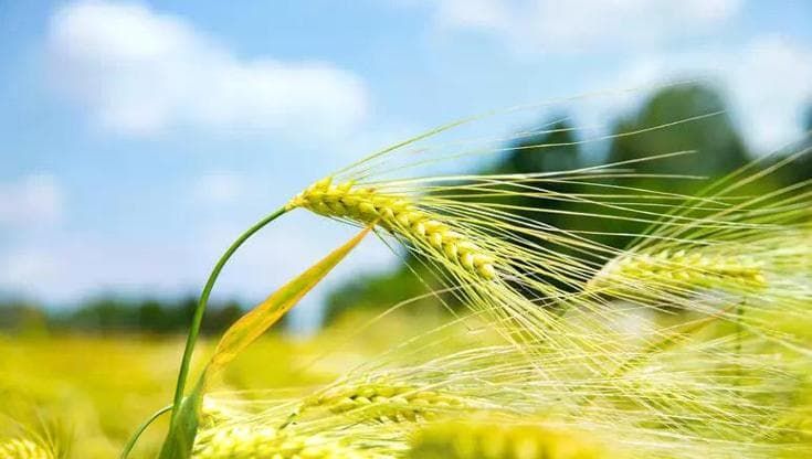Sostegno ai produttori di grano, la proposta in nove punti della Legacoop