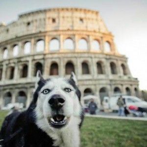 Cucciolo lasciato in macchina. Il vigile rimprovera chi denuncia