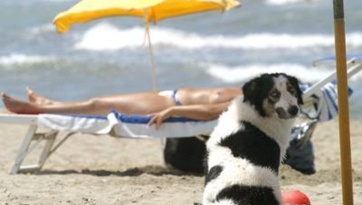 Spiaggia vietata: la vita difficile dei cani sotto l'ombrellone in Toscana