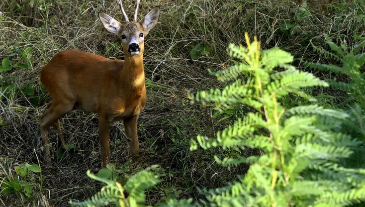 Caprioli nel torrente Parma: spettacolo a due passi dal centro - foto 
