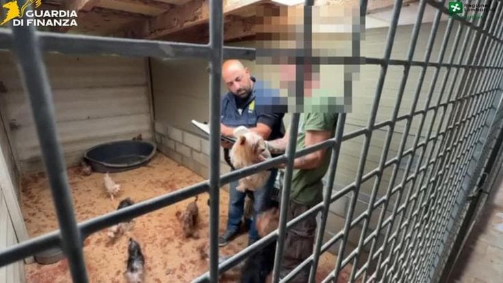 Allevamento abusivo nel Varesotto, salvati 40 maltesi e yorkshire: trovati denutriti tra i rifiuti