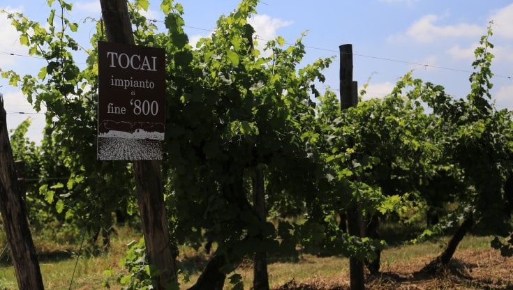 Le vecchie vigne nel bosco più antico: in Pianura Padana un terroir fermo nel tempo