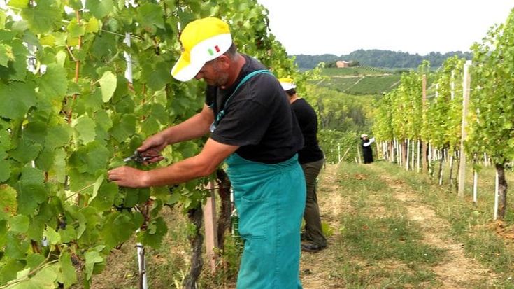 Creme solari per l’uva e robot per la raccolta: la sfida dei viticoltori