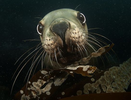 Occhi negli occhi con i pesci: scatti per salvare gli oceani