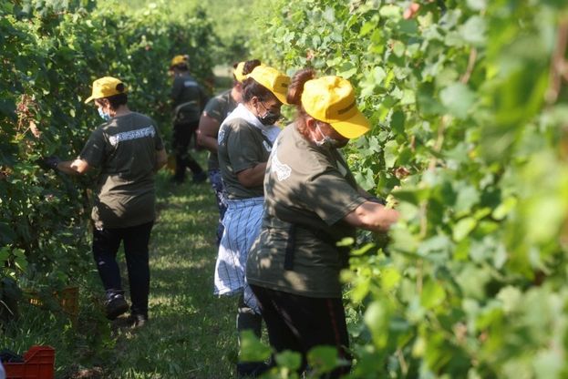 Guanti e mascherine fra le viti: in Franciacorta è partita la vendemmia
