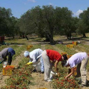 Caporalato, la Camera ha deciso: anche le aziende risponderanno dello sfruttamento   