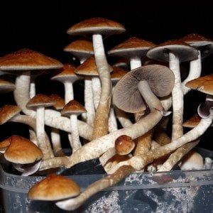 Funghi allucinogeni, una speranza per curare la depressione resistente