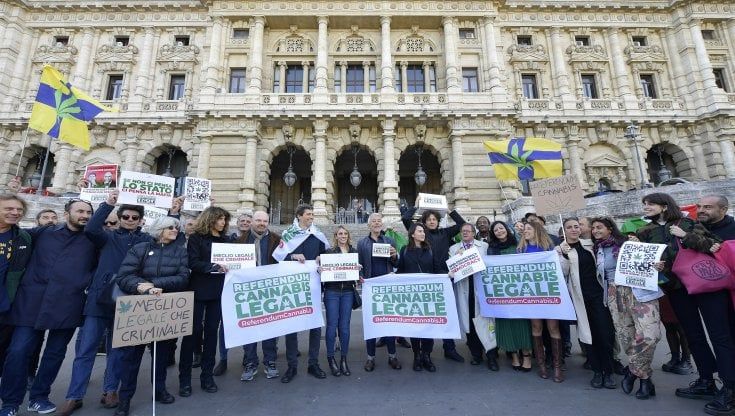 Referendum, le firme per la cannabis in Cassazione. I promotori: "Risposta straordinaria, oltre il 70% dei firmatari è under 35"