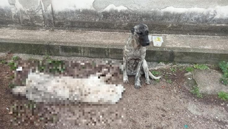 Veglia per ore un altro cane travolto e ucciso da un’auto: la foto di Landon commuove San Severo