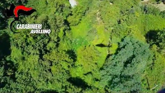 Blitz con l'elicottero, sequestrate piante di canapa sui monti dell'Irpinia
