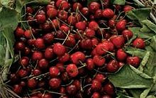 Una sagra di ciliegie tira l'altra