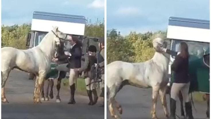  Il video della violenza su un cavallo che ha scatenato la rivolta animalista nel Regno Unito