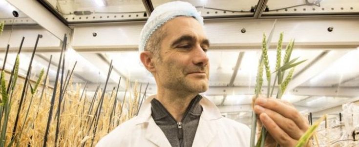 Speed breeding, piante coltivate più velocemente per la fame nel mondo