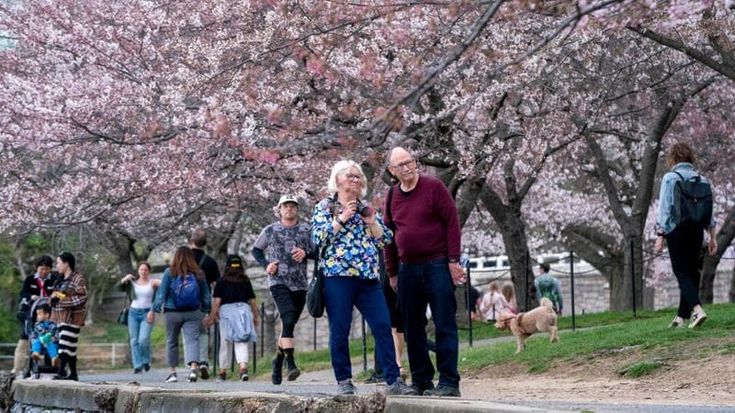 Washington, la fioritura del National Mall perde 160 ciliegi. “Assediati dalla marea che avanza”. Tre anni e 105 milioni per rifare il giardino più in alto