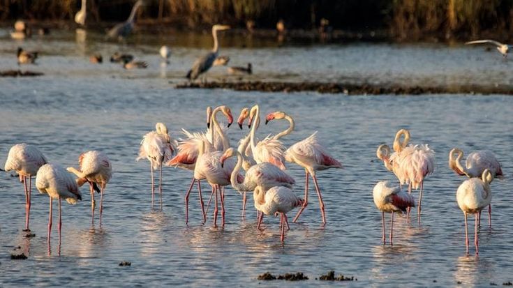 Dai fenicotteri agli aironi: un convegno racconta l’oasi dei Variconi