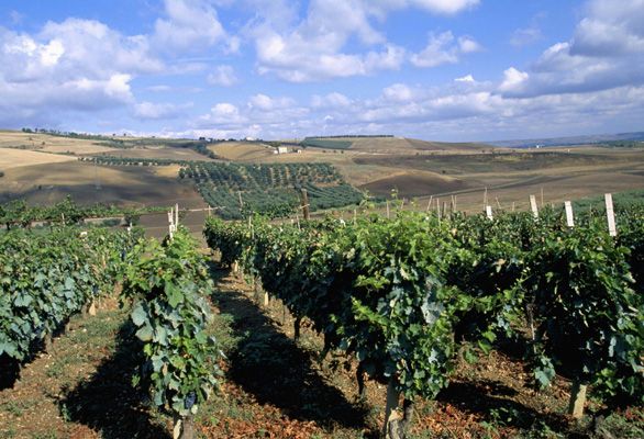 Le strade del vino
