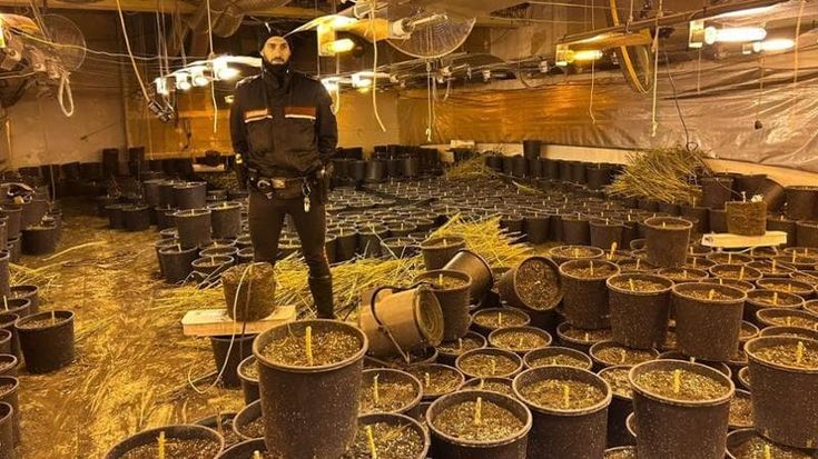 Nel bosco odore di marijuana: la droga in un capannone abbandonato nel Pavese. Sequestrati 64 chili