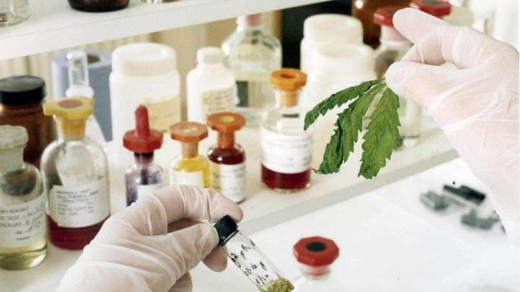 Malata di tumore convocata dai carabinieri per la cannabis terapeutica