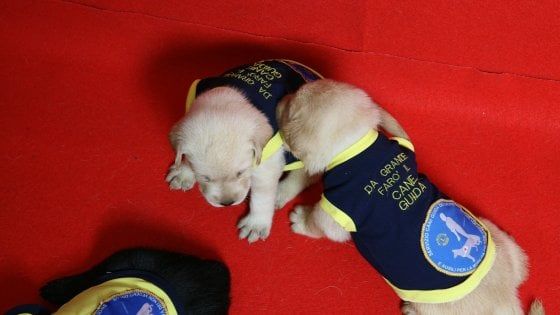 Famiglie adottive per futuri cani guida cercansi a Milano: "Così i cuccioli imparano a socializzare"