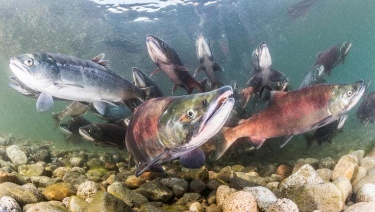 Salmoni “dopati”: colpa della cocaina nelle acque reflue