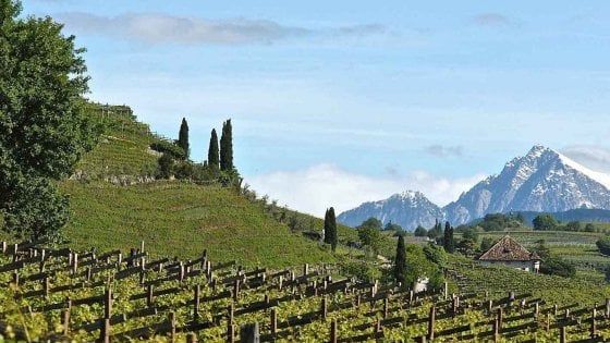Sostenibilità e consumo responsabile, l’economia circolare della Tenuta Alois Lageder