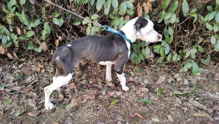 Pitbull ridotti pelle e ossa e chiusi in un box tra gli escrementi: sequestrato l'allevamento di Agrate Brianza