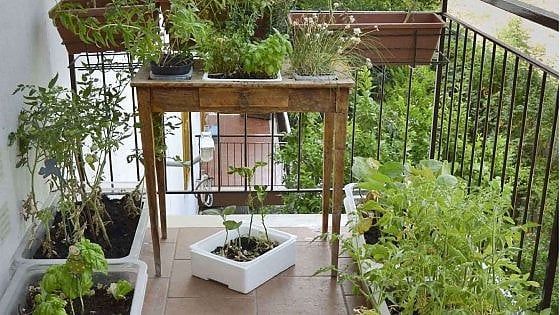 Bari, l'orto è chiuso e le animatrici portano a casa i semi e li piantano con i bambini sul balcone