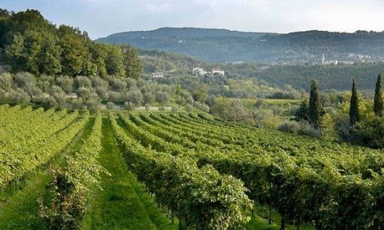 Valpolicella education, al via la seconda edizione del programma 