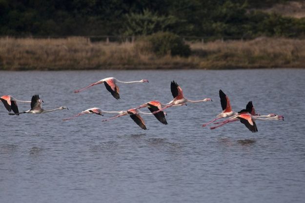 Salento, l'eleganza dei fenicotteri in volo sulla Salina dei monaci