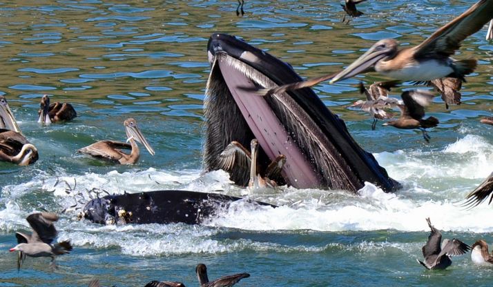 La balenottera e il pellicano: l'attimo fuggente della salvezza