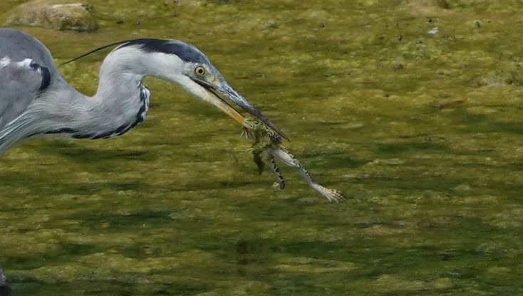 C'è vita nel torrente Parma: rinviare gli sfalci 