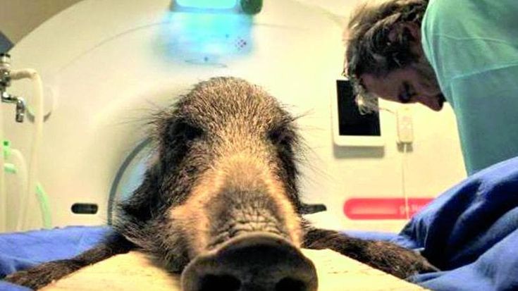 Cani, gatti o cinghiali: la clinica degli animali che nessun altro cura