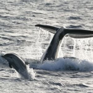 Balene e delfini nel Golfo di Napoli, convegno a Bacoli