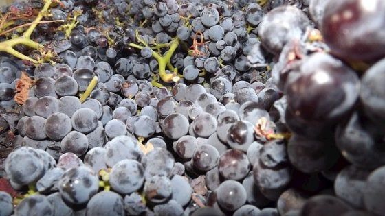 Vino, la caduta degli avventurieri: in Sicilia record di terreni all’asta