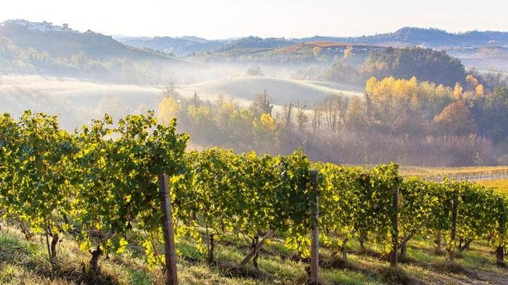 Vigneti d'Italia, la nuova frontiera degli investimenti: aumenta sempre più l’interesse dei ricchi