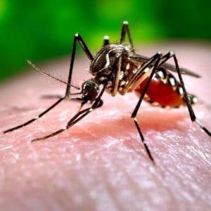 Zanzare, sono ghiotte di anidride carbonica e acido lattico. A rischio chi beve birra