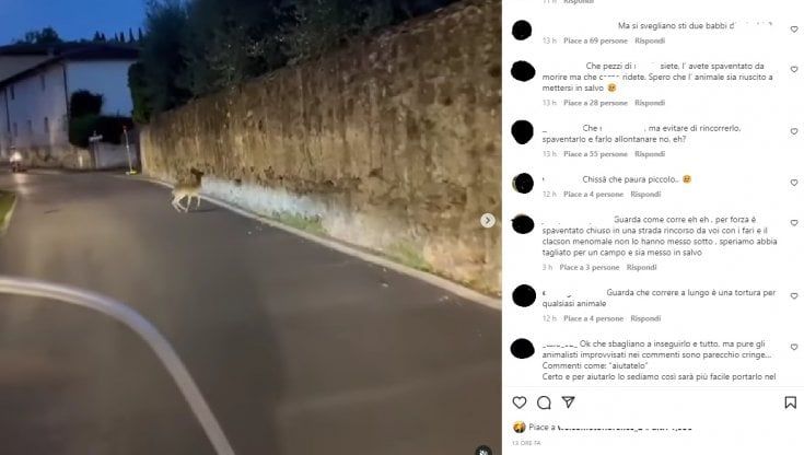 Firenze, in scooter di notte inseguono un capriolo a 40 all'ora: "Ce lo mangiamo?". L'ira dell'Enpa